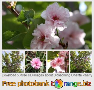 images free photo bank tOrange offers free photos from the section:  blossoming-oriental-cherry