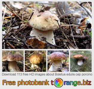 images free photo bank tOrange offers free photos from the section:  boletus-edulis-cep-porcino