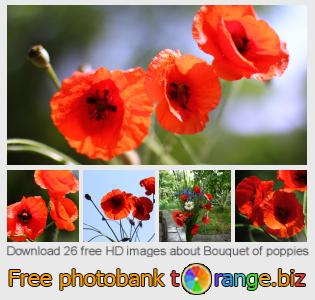 images free photo bank tOrange offers free photos from the section:  bouquet-poppies