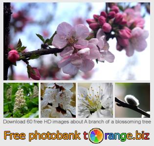 images free photo bank tOrange offers free photos from the section:  branch-blossoming-tree