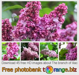 images free photo bank tOrange offers free photos from the section:  branch-lilac