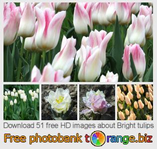 images free photo bank tOrange offers free photos from the section:  bright-tulips