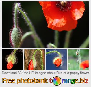 images free photo bank tOrange offers free photos from the section:  bud-poppy-flower