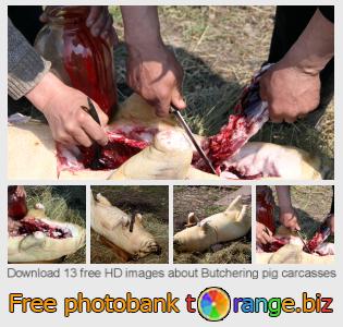 images free photo bank tOrange offers free photos from the section:  butchering-pig-carcasses