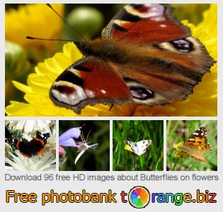 images free photo bank tOrange offers free photos from the section:  butterflies-flowers