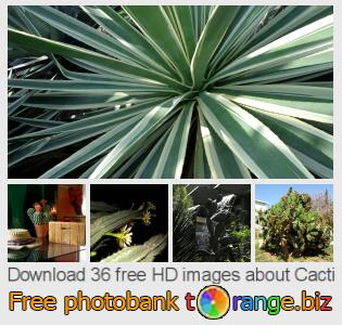 images free photo bank tOrange offers free photos from the section:  cacti