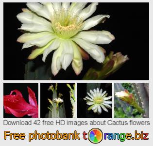 images free photo bank tOrange offers free photos from the section:  cactus-flowers