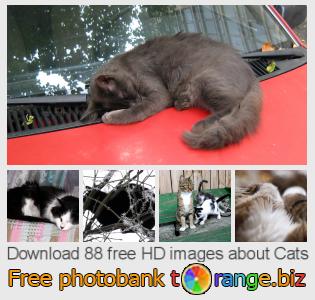 images free photo bank tOrange offers free photos from the section:  cats