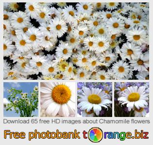 images free photo bank tOrange offers free photos from the section:  chamomile-flowers