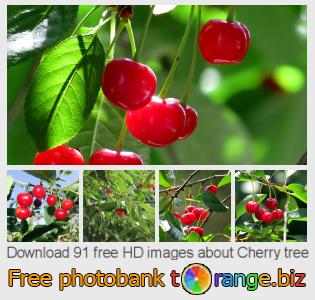 images free photo bank tOrange offers free photos from the section:  cherry-tree