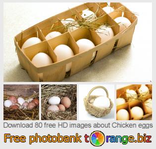 images free photo bank tOrange offers free photos from the section:  chicken-eggs