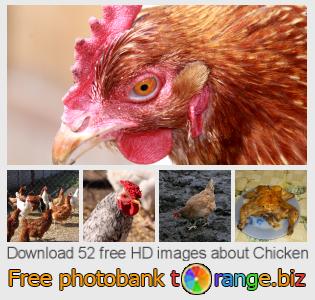 images free photo bank tOrange offers free photos from the section:  chicken