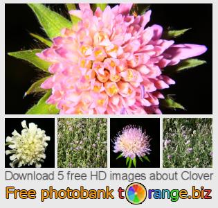 images free photo bank tOrange offers free photos from the section:  clover