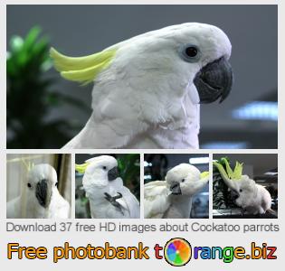 images free photo bank tOrange offers free photos from the section:  cockatoo-parrots