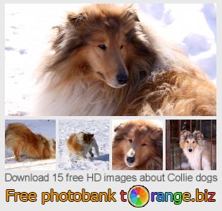 images free photo bank tOrange offers free photos from the section:  collie-dogs