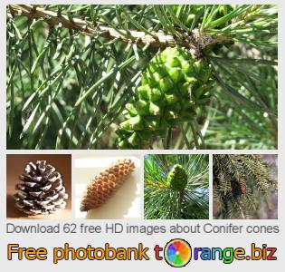 images free photo bank tOrange offers free photos from the section:  conifer-cones