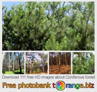 images free photo bank tOrange offers free photos from the section:  coniferous-forest