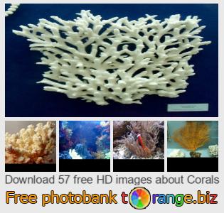 images free photo bank tOrange offers free photos from the section:  corals