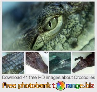 images free photo bank tOrange offers free photos from the section:  crocodiles