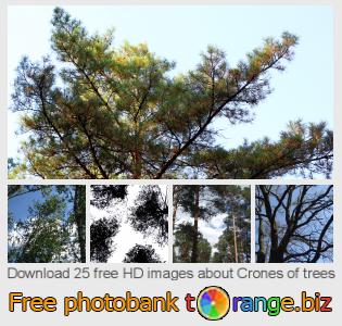 images free photo bank tOrange offers free photos from the section:  crones-trees