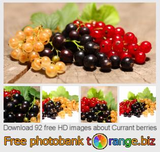 images free photo bank tOrange offers free photos from the section:  currant-berries