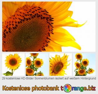 Bilddatenbank tOrange bietet kostenlosen Fotos aus dem Bereich:  sonnenblumen-isoliert-auf-weißem-hintergrund