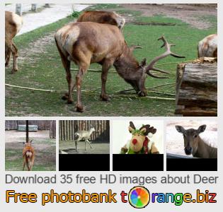 images free photo bank tOrange offers free photos from the section:  deer