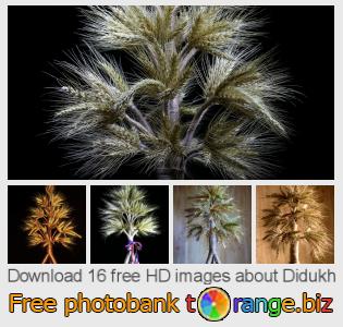 images free photo bank tOrange offers free photos from the section:  didukh