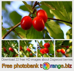 images free photo bank tOrange offers free photos from the section:  dogwood-berries