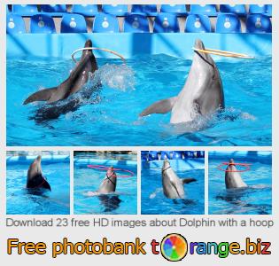 images free photo bank tOrange offers free photos from the section:  dolphin-hoop