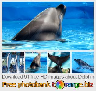images free photo bank tOrange offers free photos from the section:  dolphin