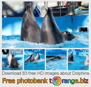 images free photo bank tOrange offers free photos from the section:  dolphins