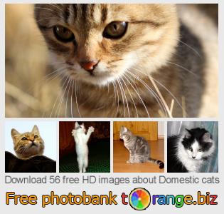 images free photo bank tOrange offers free photos from the section:  domestic-cats
