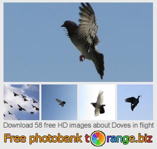 images free photo bank tOrange offers free photos from the section:  doves-flight