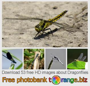 images free photo bank tOrange offers free photos from the section:  dragonflies