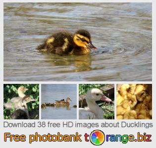 images free photo bank tOrange offers free photos from the section:  ducklings