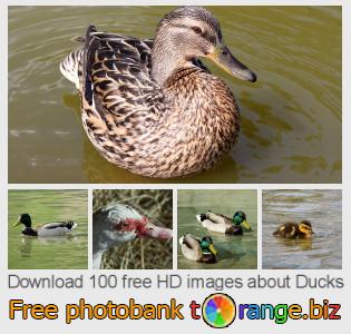 images free photo bank tOrange offers free photos from the section:  ducks