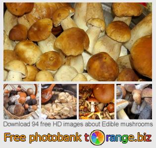 images free photo bank tOrange offers free photos from the section:  edible-mushrooms