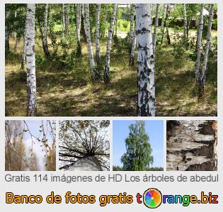 Banco de imagen tOrange ofrece fotos gratis de la sección:  los-árboles-de-abedul