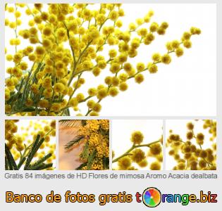 Banco de imagen tOrange ofrece fotos gratis de la sección:  flores-de-mimosa-aromo-acacia-dealbata