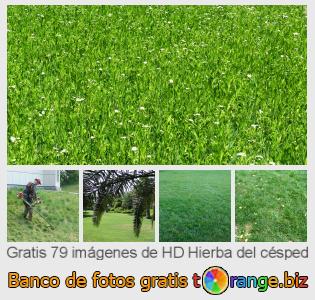 Banco de imagen tOrange ofrece fotos gratis de la sección:  hierba-del-césped