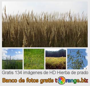 Banco de imagen tOrange ofrece fotos gratis de la sección:  hierba-de-prado
