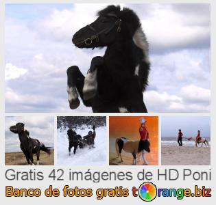 Banco de imagen tOrange ofrece fotos gratis de la sección:  poni