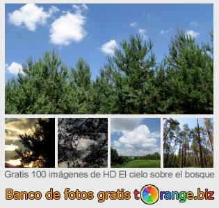 Banco de imagen tOrange ofrece fotos gratis de la sección:  el-cielo-sobre-el-bosque