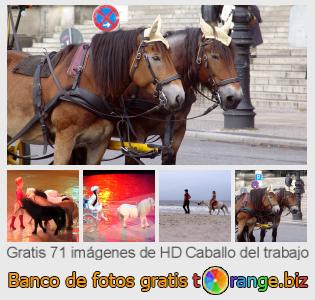 Banco de imagen tOrange ofrece fotos gratis de la sección:  caballo-del-trabajo