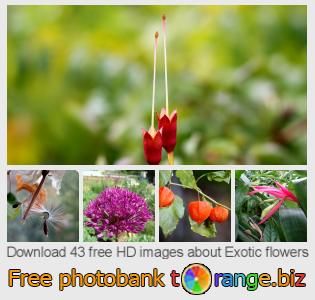 images free photo bank tOrange offers free photos from the section:  exotic-flowers