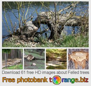 images free photo bank tOrange offers free photos from the section:  felled-trees