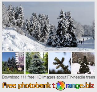 images free photo bank tOrange offers free photos from the section:  fir-needle-trees