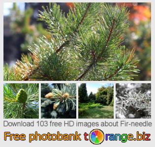 images free photo bank tOrange offers free photos from the section:  fir-needle