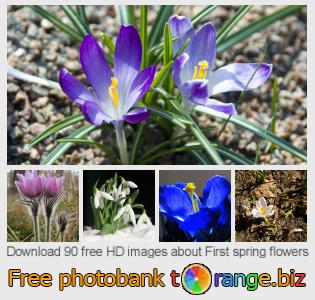 images free photo bank tOrange offers free photos from the section:  first-spring-flowers